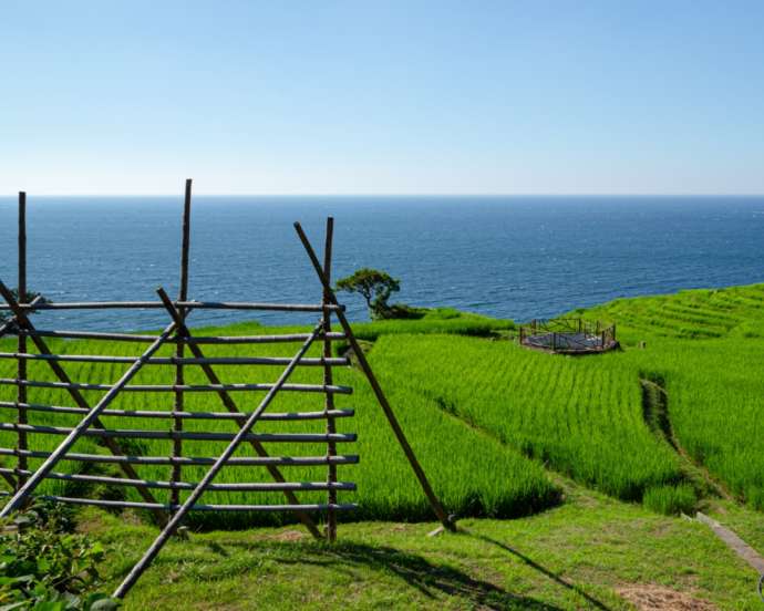 初夏の「白米千枚田」と日本海