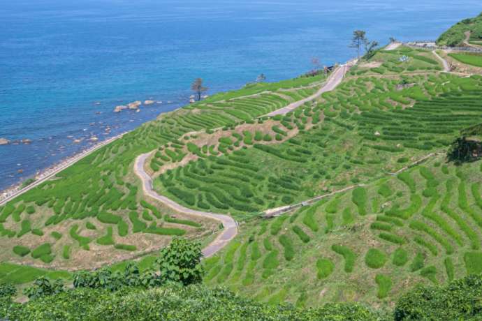 イルミネーションイベント「輪島・白米千枚田 あぜのきらめき」の会場「白米千枚田」（夏）