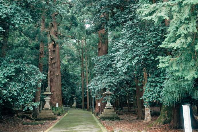 若狭彦神社の参道