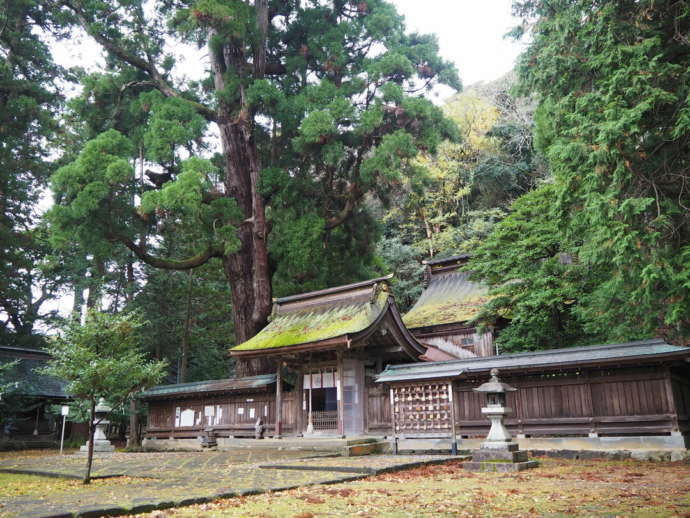 若狭姫神社と千年杉