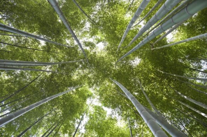 栃木県宇都宮市の若山農場の竹林