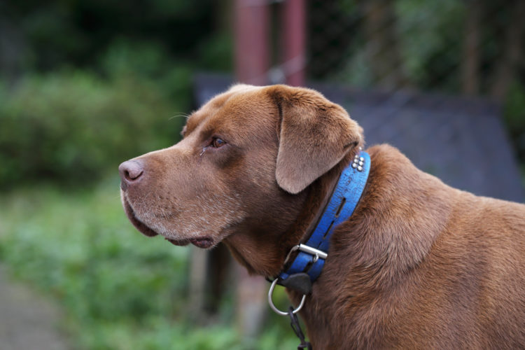 若山農場の看板犬ナッツ君