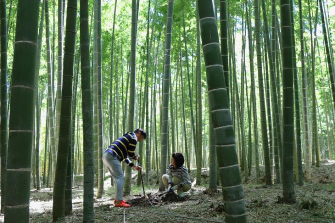 栃木県宇都宮市の若山農場のたけのこ狩りデート