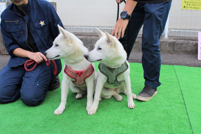 和歌山城公園動物園の紀州犬