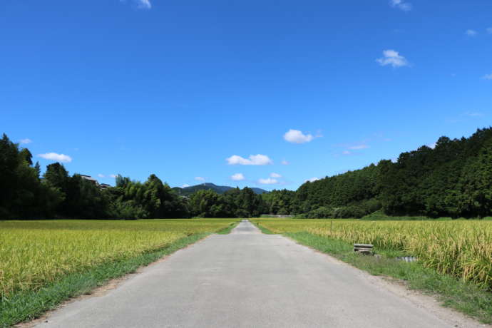 両側に田んぼが広がる様子