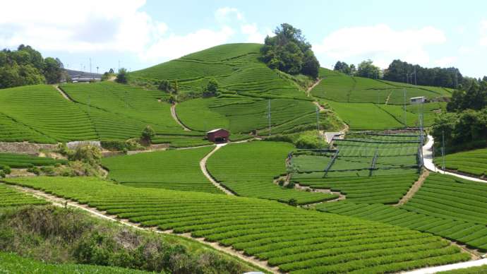 和束町石寺の茶畑