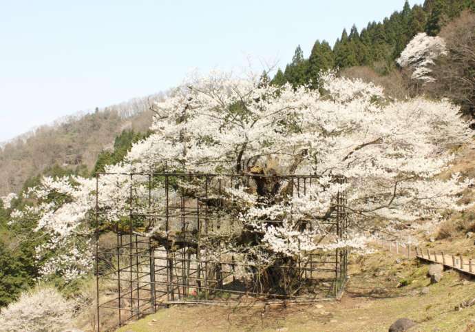 養父市の観光名所「樽見の大櫻」