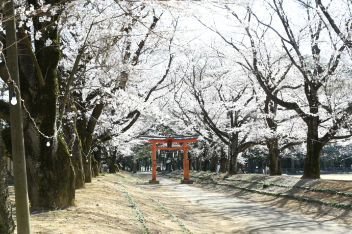 八千代町にある「東蕗田天満社」を彩る桜の風景