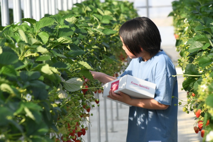 いちご狩りを楽しむ八千代町の子ども