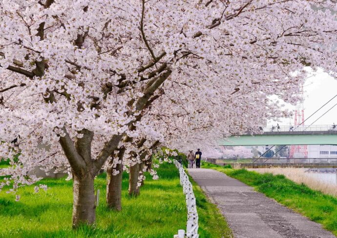 八千代市の新川千本桜