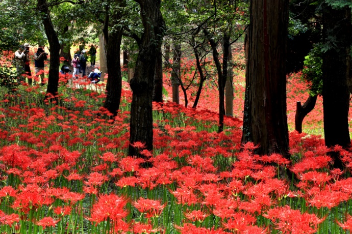 八千代市の彼岸花