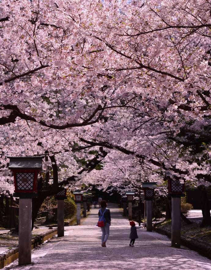 春の弥彦公園の様子