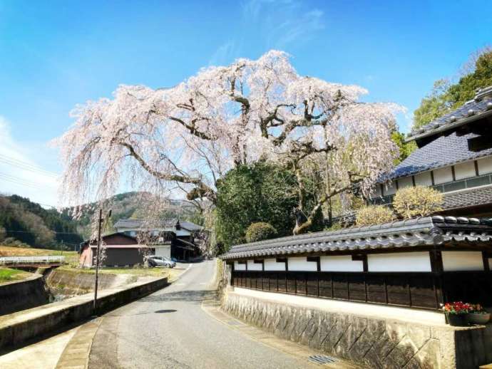 個人宅にある三大しだれ桜