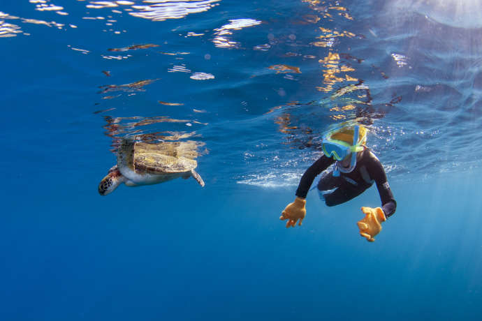 海面からウミガメに近づくシュノーケリング参加者