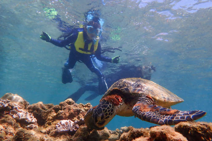 ウミガメと写真を撮るシュノーケリング参加者