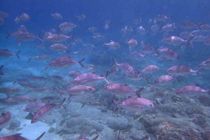 屋久島の海に住む魚たち