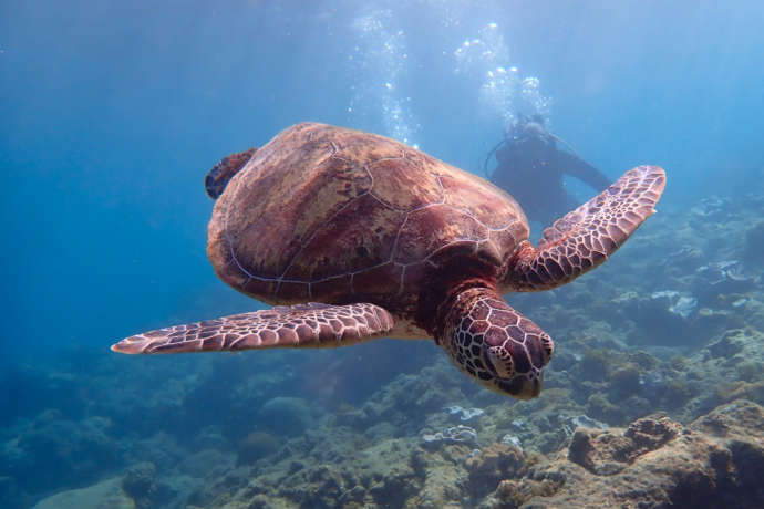 屋久島の海を泳ぐウミガメ