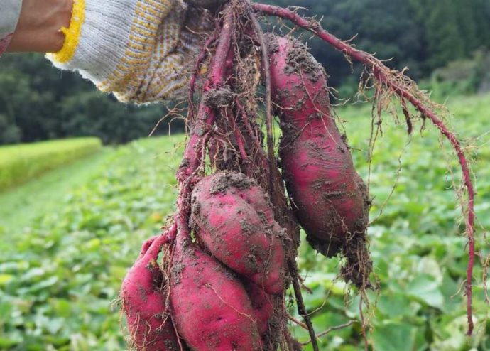 大阪府富田林市にあるやまびこ園で収穫されたさつま芋