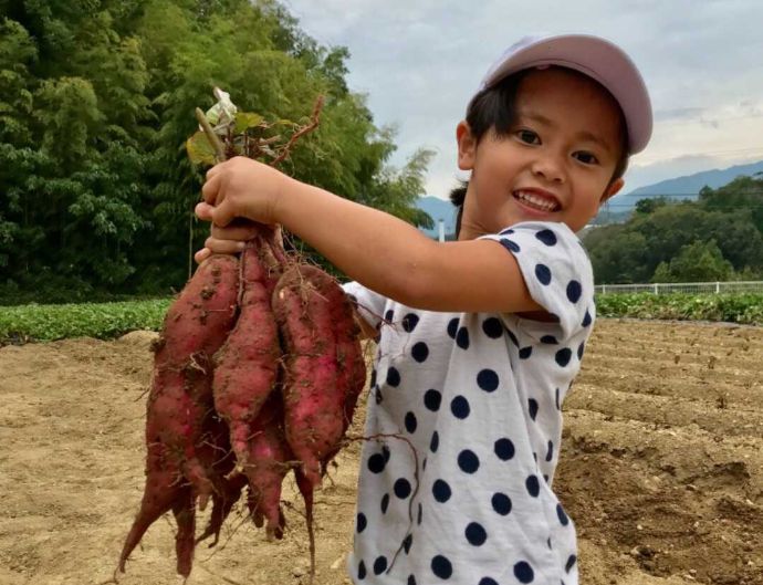 大阪府富田林市にあるやまびこ園でさつま芋を掘った様子