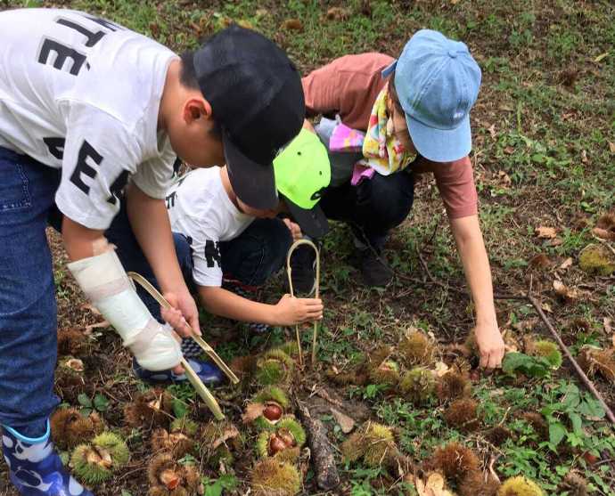 大阪府富田林市にあるやまびこ園での栗拾いの様子