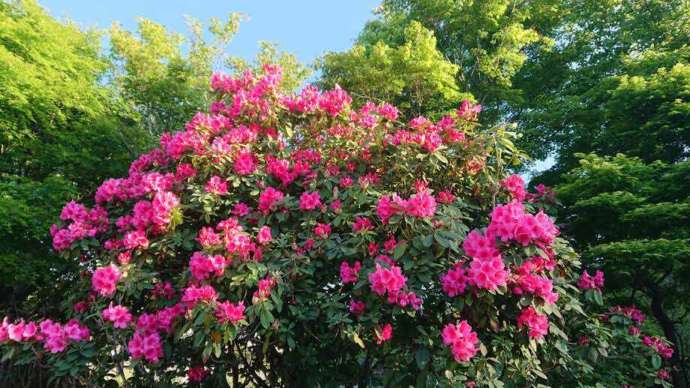 ヤマイチで咲いている石楠花の花