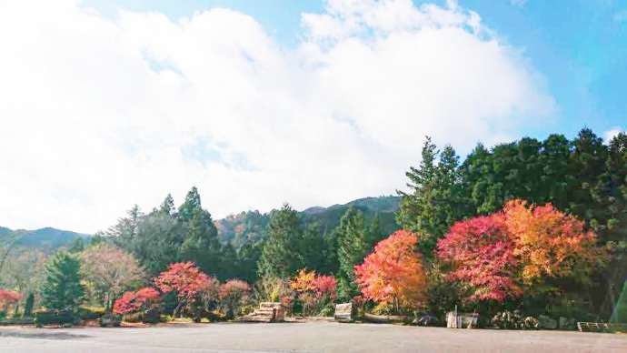 ヤマイチの駐車場で見られる紅葉