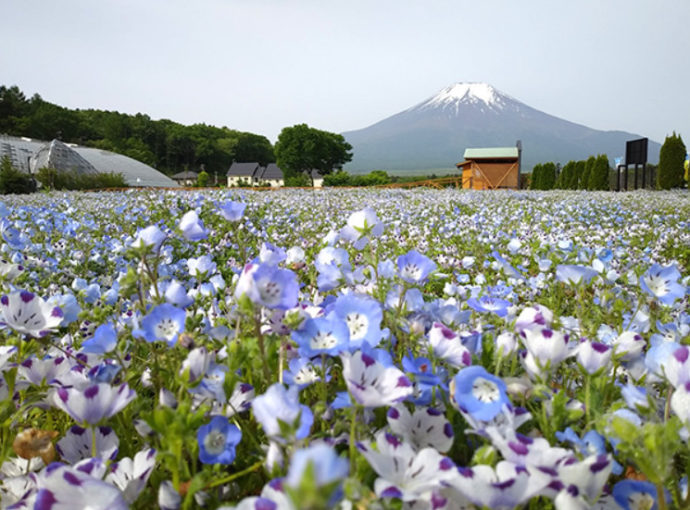 山中湖花の都公園での風景