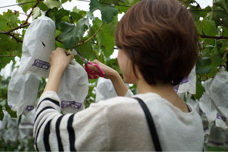 うきは果樹の村観光農園やまんどんの果物狩りについて