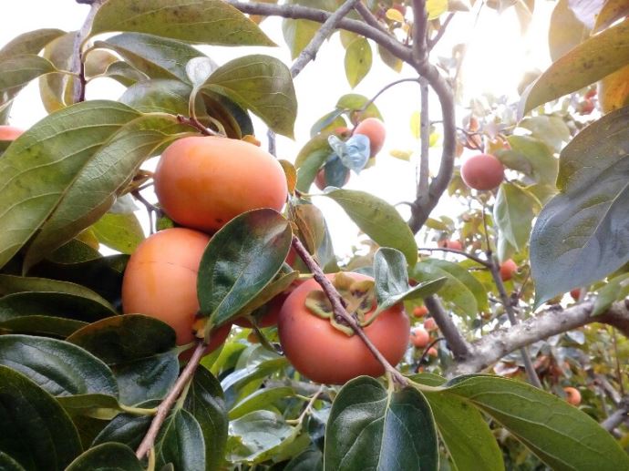 うきは果樹の村観光農園やまんどんならではのメリットやおすすめポイントはありますか