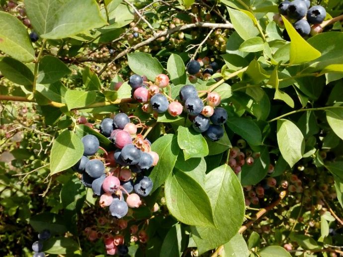 うきは果樹の村観光農園やまんどんの果物狩りの料金や入園料について教えてください