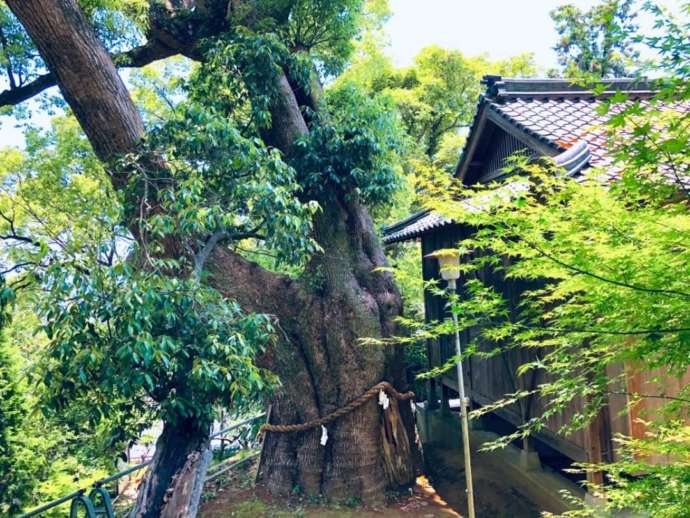 山口県周南市の「山﨑八幡宮」にある御神木の楠木