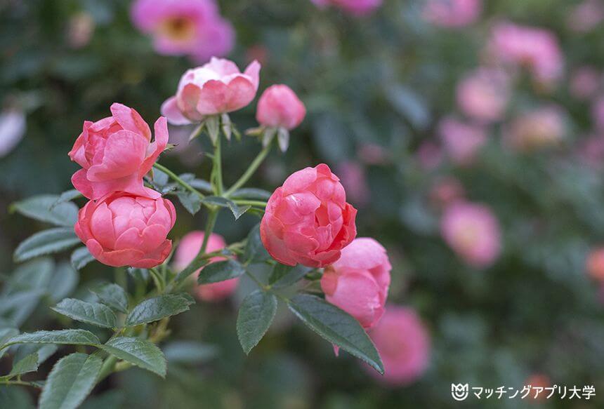 山下公園のバラ