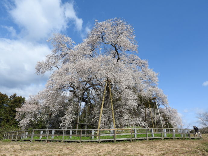 戸津辺の桜