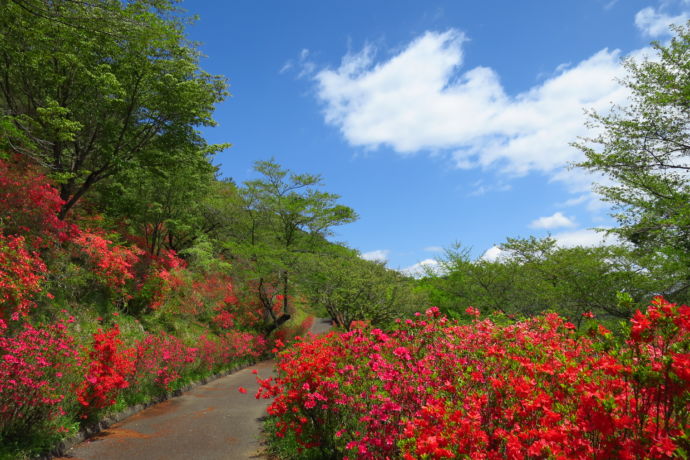 矢祭山の一面のツツジ