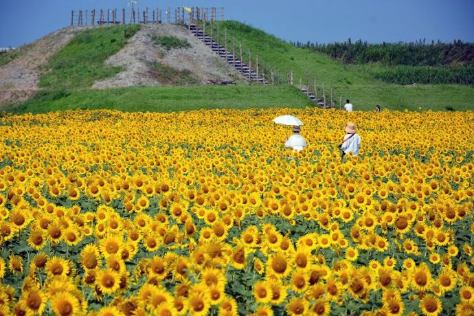 柳川ひまわり園