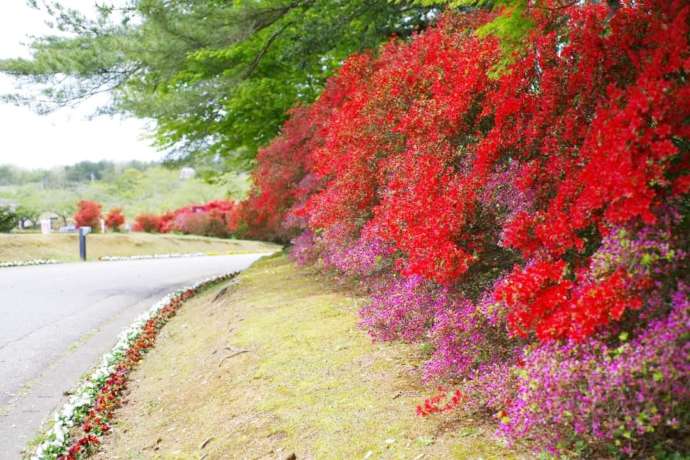 やなぎだ植物公園の能登キリシマツツジの様子