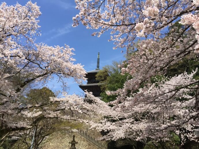 島根県安来市にある清水寺の桜の季節の風景