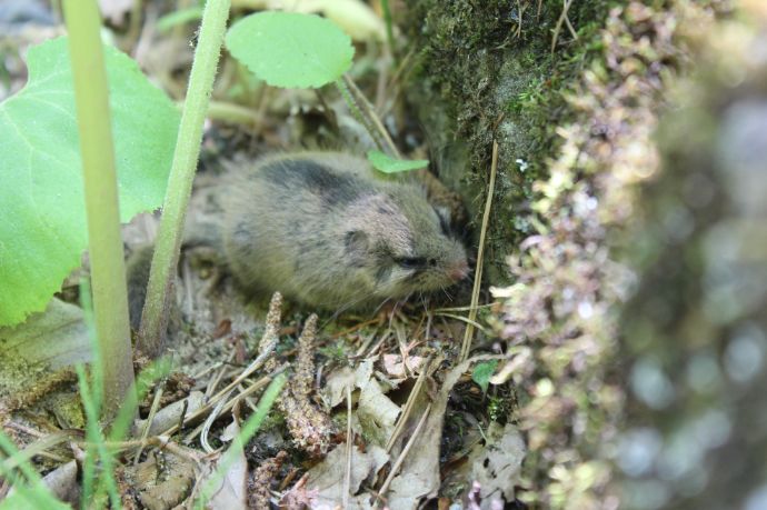 八ヶ岳美術館(原村歴史民俗資料館)の外にいるヤマネ