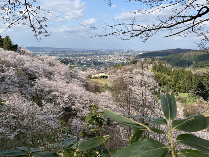 富山市八尾エリアにある城ヶ山公園の花見時期の風景