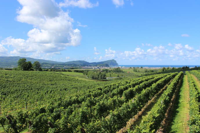 北海道余市町のヴィンヤードの風景