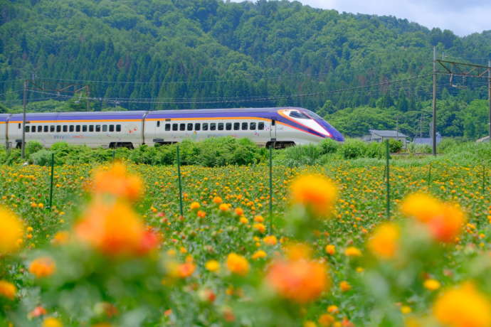 オレンジの花が咲き誇る米沢市内を走る新幹線の様子