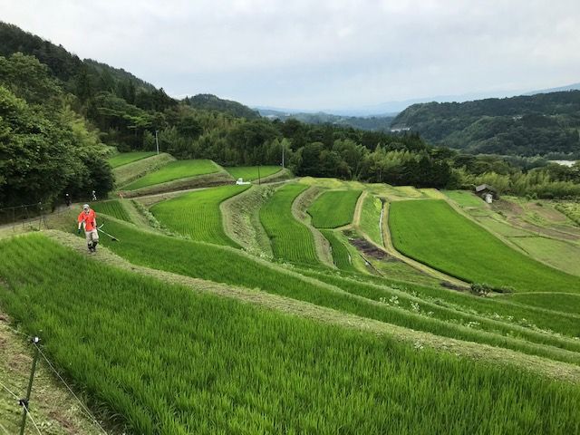 酒造りの酒米が作られる中川村の棚田