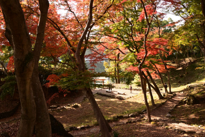 雀宮公園の紅葉