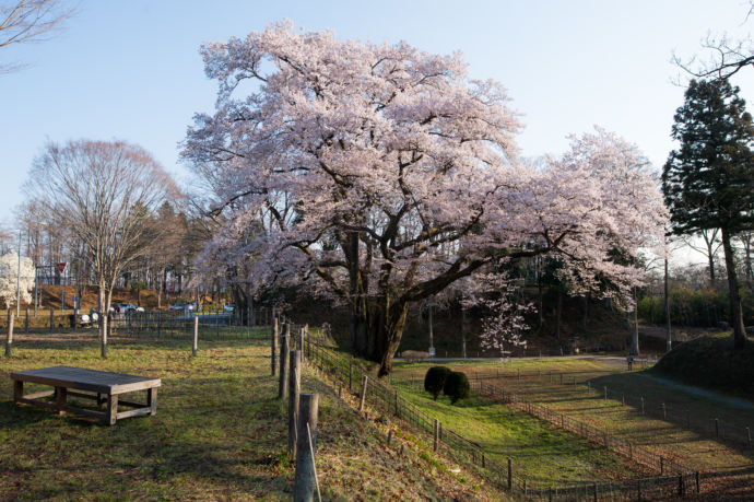 氏邦桜