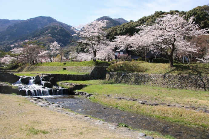 桜の季節の養老公園