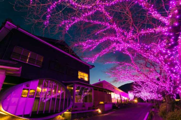 佐賀県嬉野市にある旅館吉田屋と冬桜イルミネーション