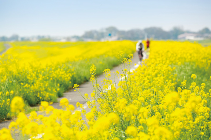 江戸川の菜の花