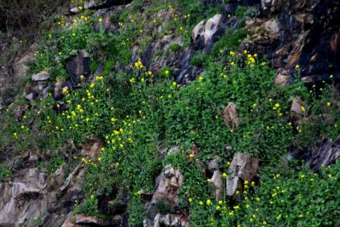 浦富海岸島めぐり遊覧船の菜種島の菜の花