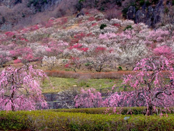 湯河原梅林「梅の宴」