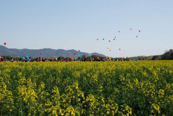 田んぼ一面に菜の花が咲いた風景